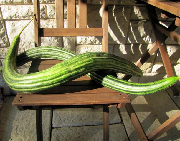 snake melon