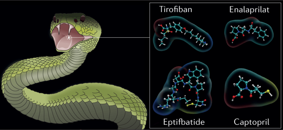 Snake venom after modification with a valuable drug