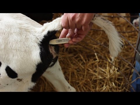 Snot in a calf: causes, treatment