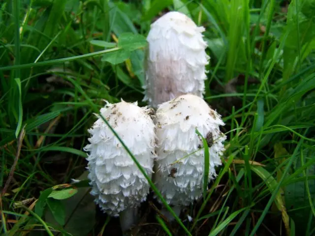 Snow-white dung beetle: photo and description of the mushroom