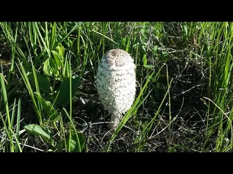 Snow-white dung beetle: photo and description of the mushroom