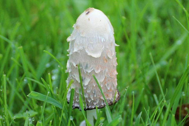 Snow-white dung beetle: photo and description of the mushroom