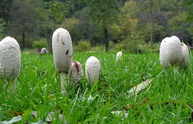 Snow-white dung beetle: photo and description of the mushroom