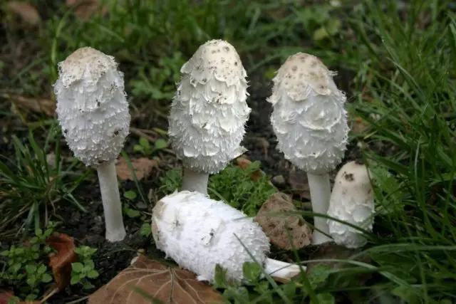 Snow-white dung beetle: photo and description of the mushroom