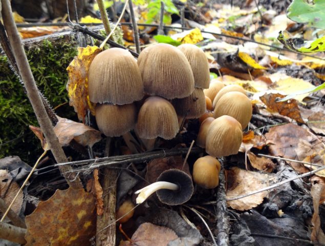 Snow-white dung beetle: photo and description of the mushroom