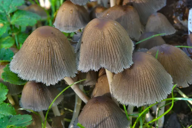 Snow-white dung beetle: photo and description of the mushroom