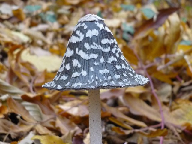 Snow-white dung beetle: photo and description of the mushroom