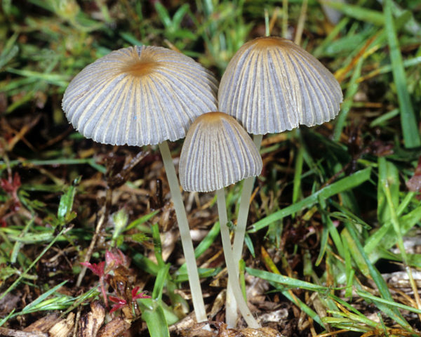 Snow-white dung beetle: photo and description of the mushroom