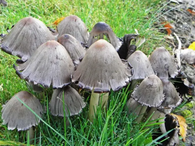 Snow-white dung beetle: photo and description of the mushroom