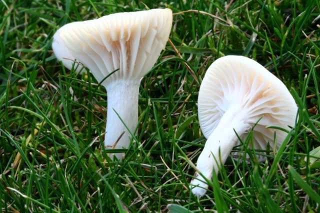 Snow-white hygrophorus: edibility, description and photo