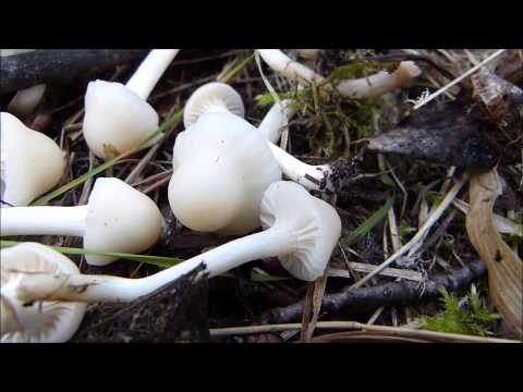 Snow-white hygrophorus: edibility, description and photo