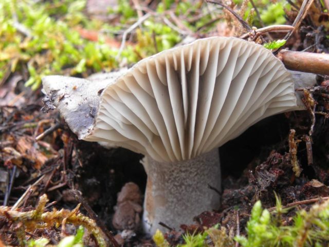 Snow-white hygrophorus: edibility, description and photo