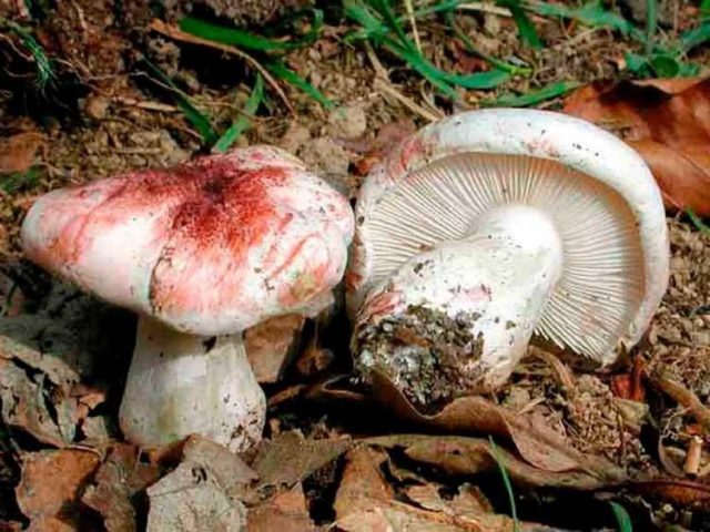 Snow-white hygrophorus: edibility, description and photo