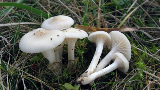 Snow-white hygrophorus: edibility, description and photo