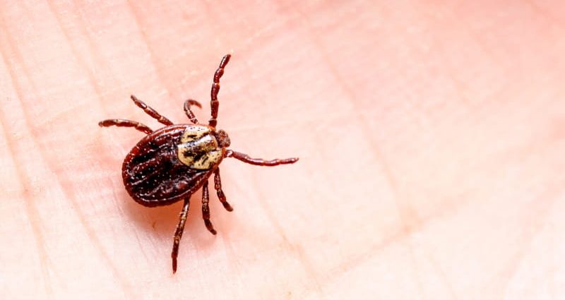 So small, and they can be deadly! Ticks attack with redoubled strength