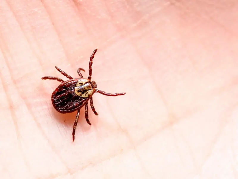 So small, and they can be deadly! Ticks attack with redoubled strength