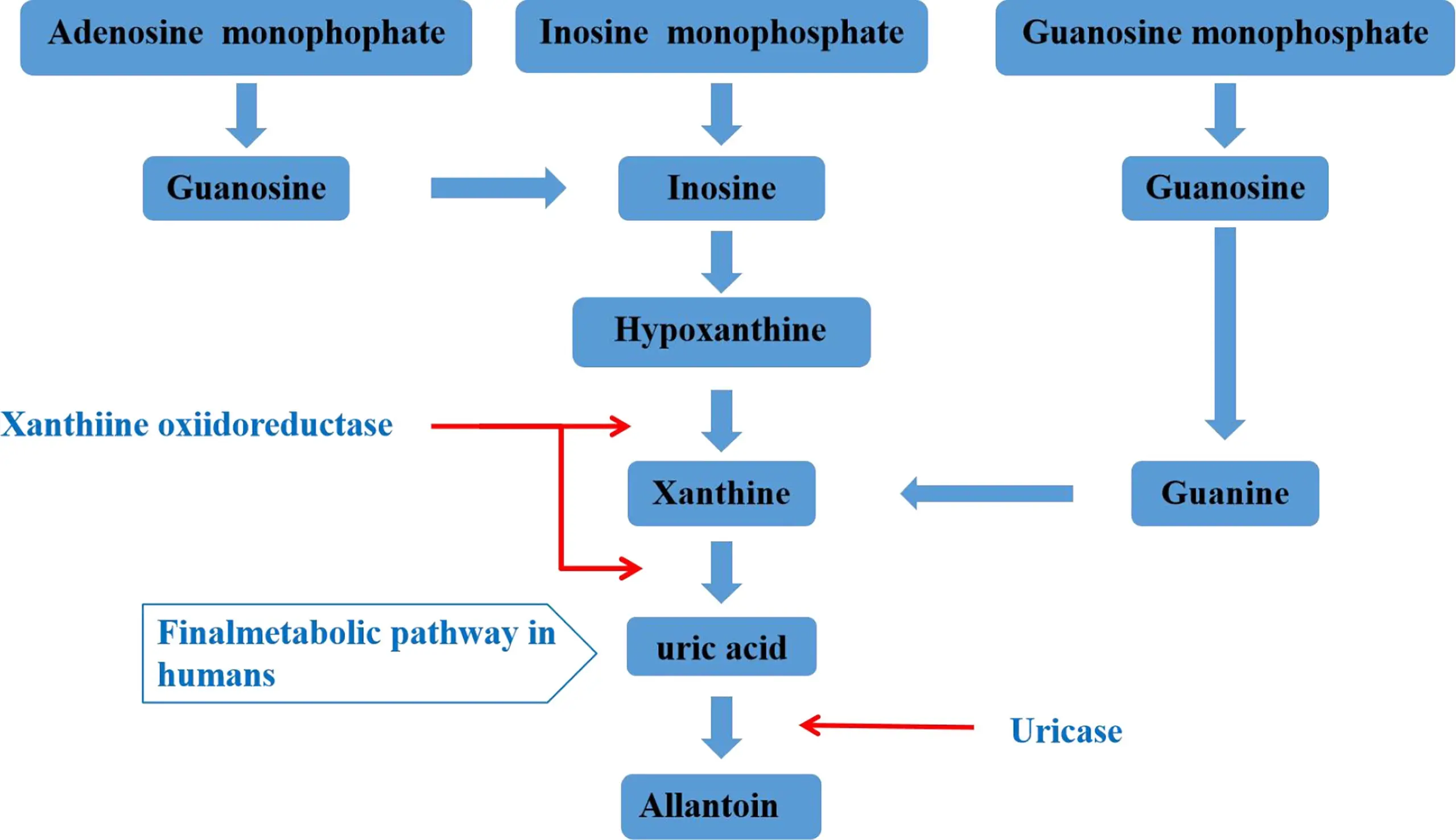 So that the excess uric acid does not spoil the summer, that is, the diet of people with hyperuricemia