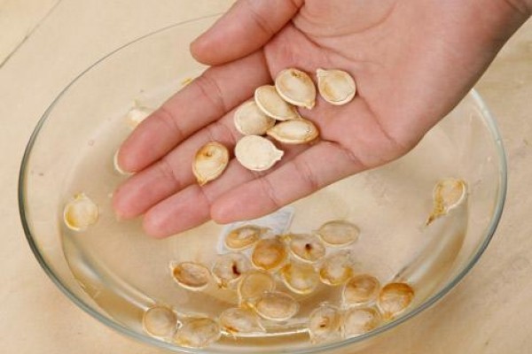 Soaking tomato seeds before planting: instructions