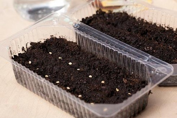 Soaking tomato seeds before planting: instructions