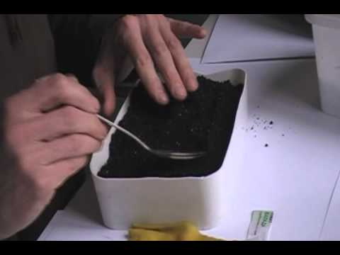 Soaking tomato seeds before planting: instructions