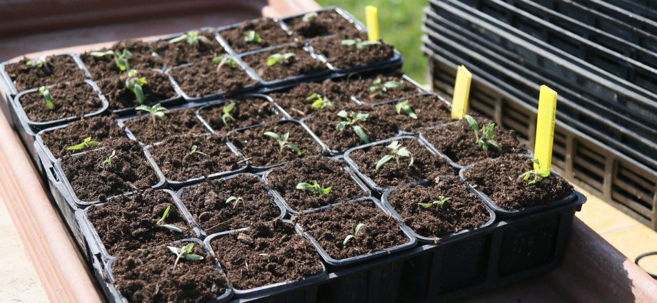 Soaking tomato seeds before planting: instructions