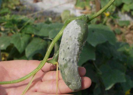 Soda against aphids on cucumbers: how to apply, how to spray from pests and diseases