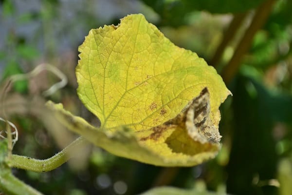 Soda against aphids on cucumbers: how to apply, how to spray from pests and diseases