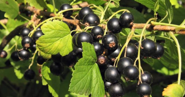 Soda from aphids on currants and for a bountiful harvest