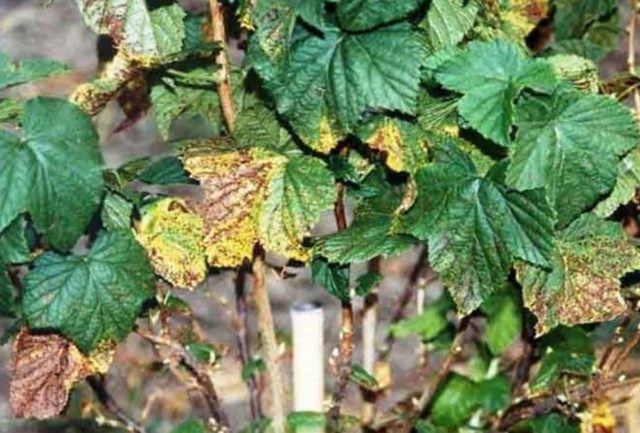 Soda from aphids on currants and for a bountiful harvest