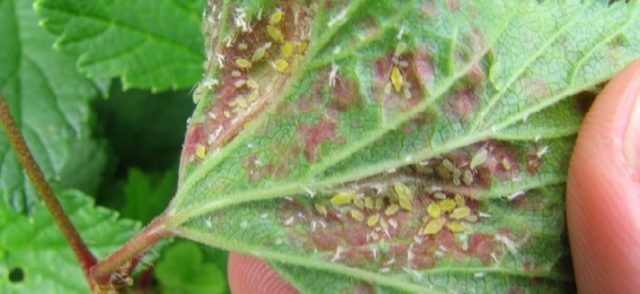 Soda from aphids on currants and for a bountiful harvest