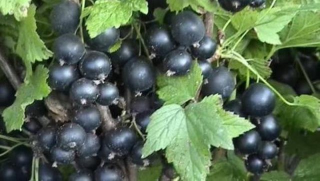 Soda from aphids on currants and for a bountiful harvest