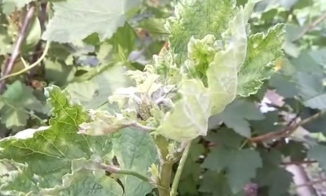 Soda from aphids on currants and for a bountiful harvest