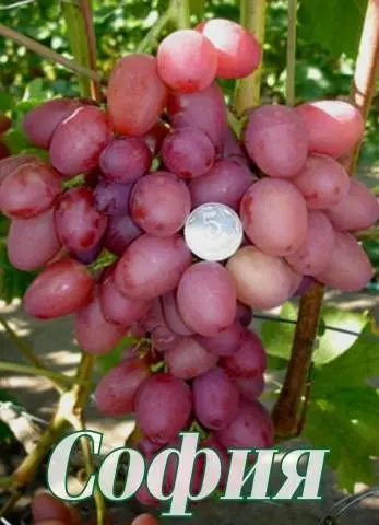 Sofia grape variety: detailed description + photo