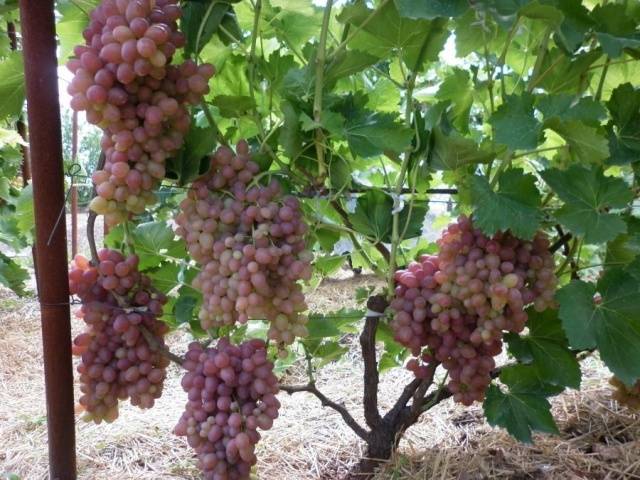 Sofia grape variety: detailed description + photo