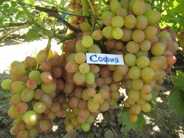 Sofia grape variety: detailed description + photo