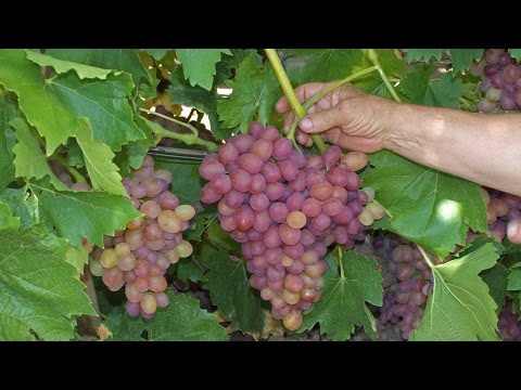 Sofia grape variety: detailed description + photo