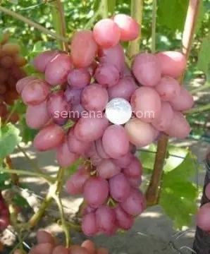 Sofia grape variety: detailed description + photo