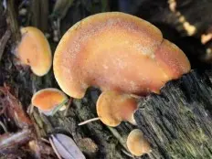 Soft crepidot (Crepidotus mollis) photo and description