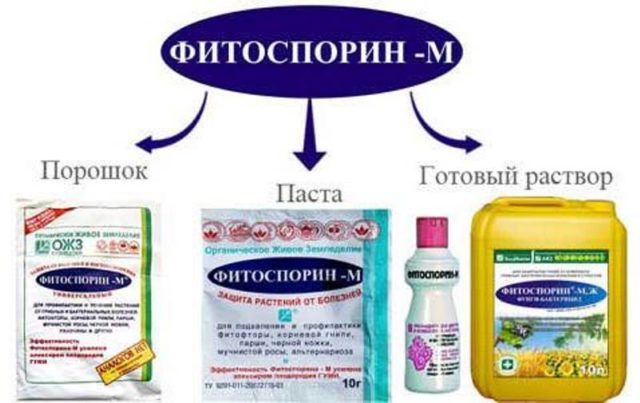 Soil cultivation in the greenhouse with Fitosporin in the spring: before planting, from diseases, from pests