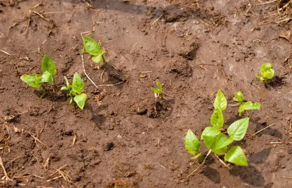 Soil for potatoes: tips and tricks for preparation