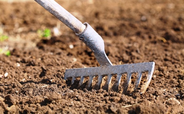 Soil for potatoes: tips and tricks for preparation