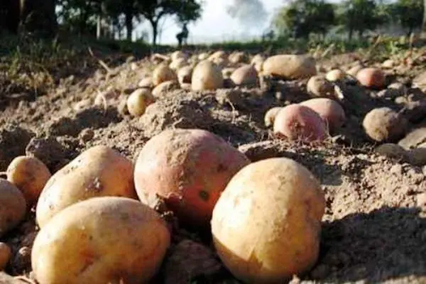 Soil for potatoes: tips and tricks for preparation