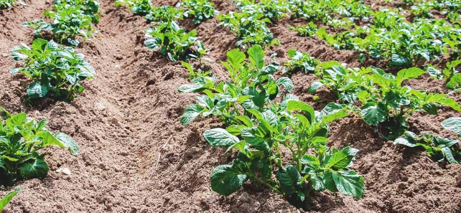 Soil for potatoes: tips and tricks for preparation