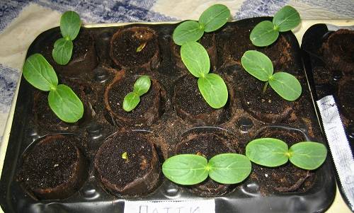 Soil for seedlings of cucumbers