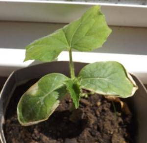 Soil for seedlings of cucumbers