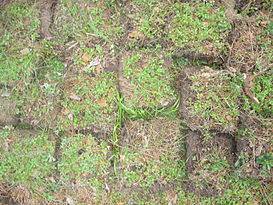 Soil for seedlings of cucumbers