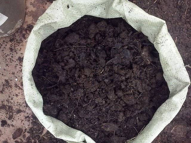 Soil for seedlings of cucumbers