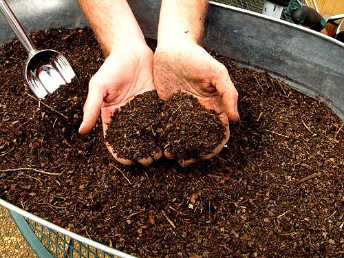 Soil for seedlings of cucumbers