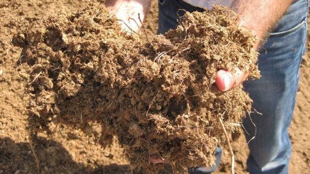 Soil for seedlings of cucumbers