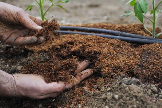 Soil for seedlings of tomatoes and peppers 